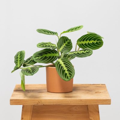 Piante